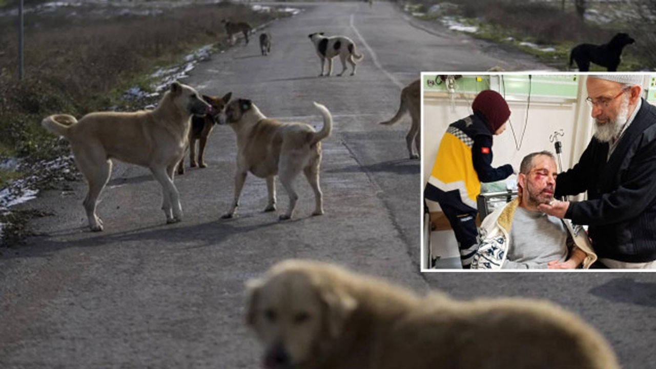 Başıboş köpeklerden kaçarken bisikletten düştü