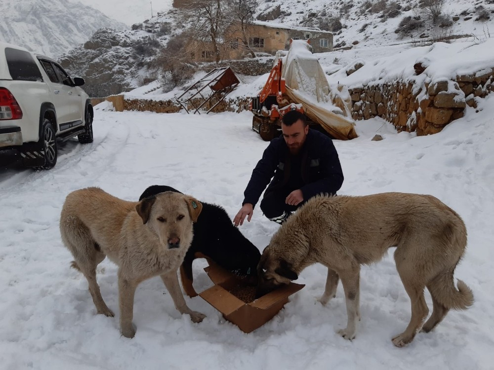 Başıboş köpeklere yiyecek bırakıldı 