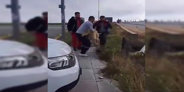 Başıboş köpekleri toplayan belediye personelini engelleme çabası kamerada!