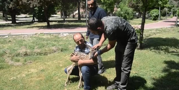 Başıboş köpeklerin saldırısından kurtarılan geyik yavrusu koruma altına alındı