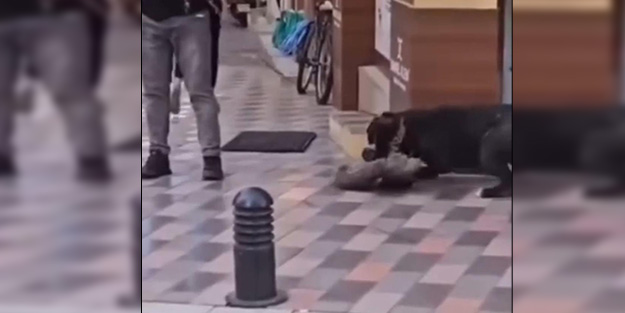 Başıboş köpeklerle birlikte yasaklı ırk sorunu da çözülmeli!