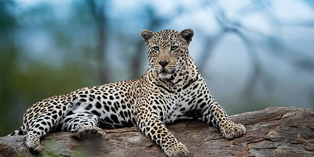 Başıboş leopar korku saçtı