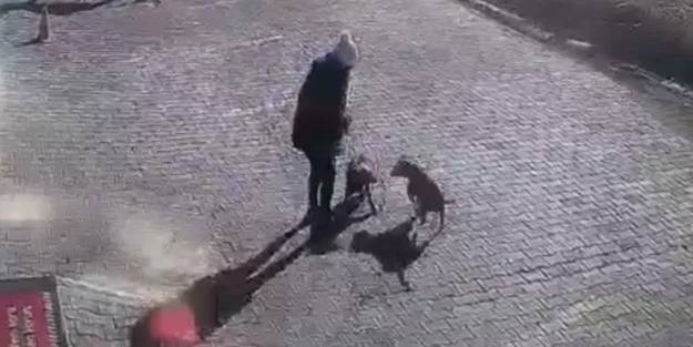 Başıboş Pitbull'lar yine dehşet saçtı