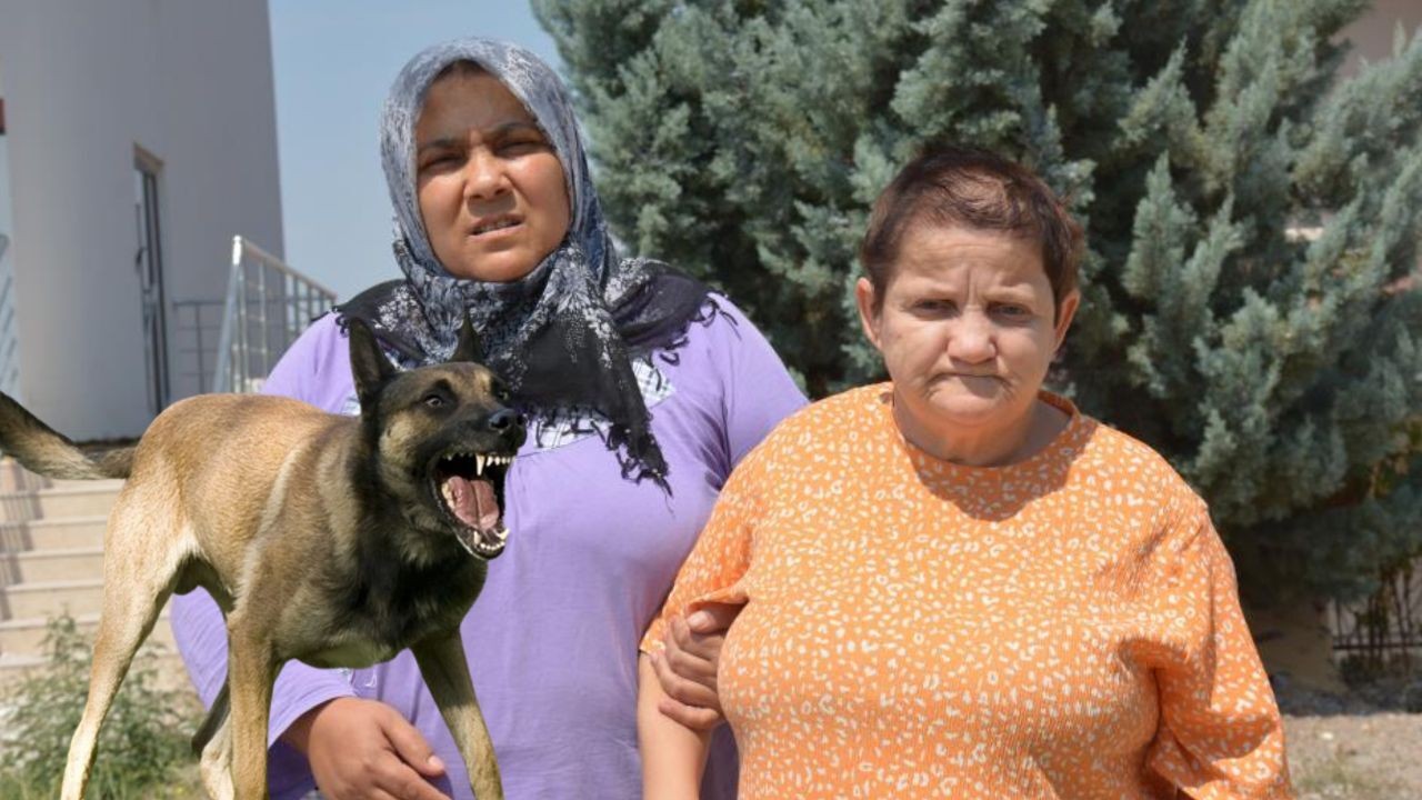 Yine sokak köpeği dehşeti