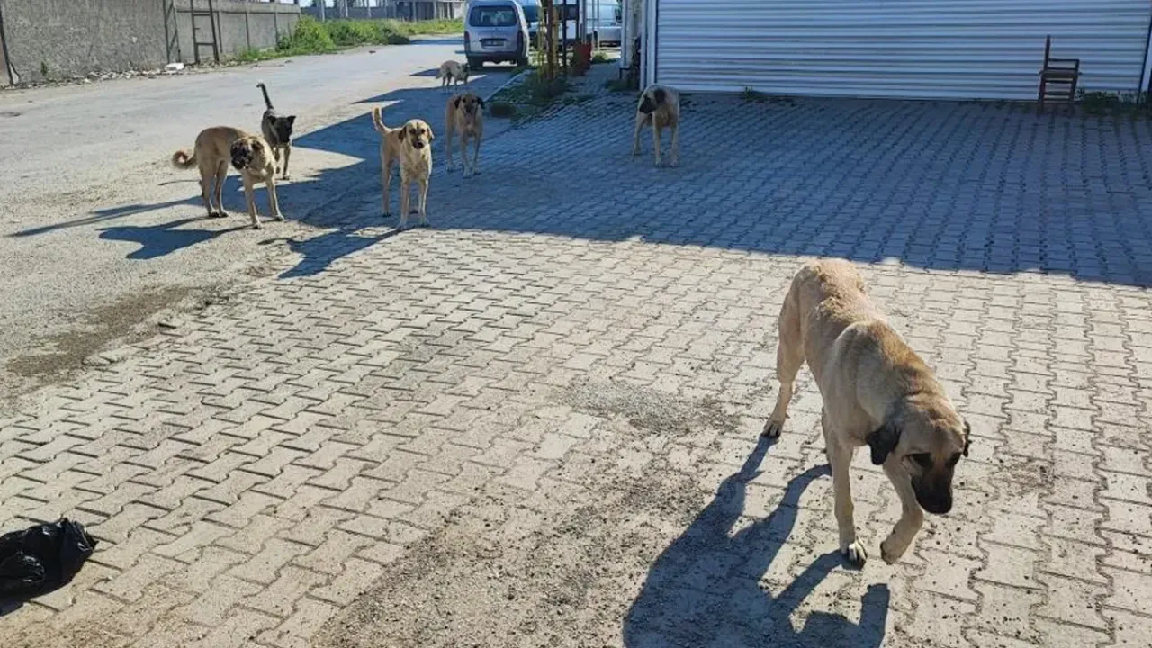 Başıboş sokak köpeği saldırıları durdurulamıyor!