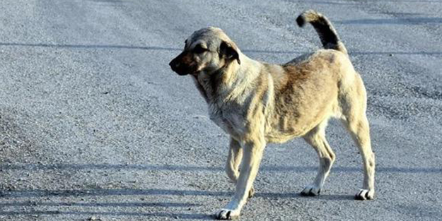 Başıboş sokak köpeği terörü! Kur'an kursundan dönen 9 yaşındaki çocuğa saldırdılar