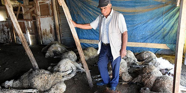 Başıboş sokak köpekleri, ahırda bulunan 25 küçükbaş hayvanı telef etti