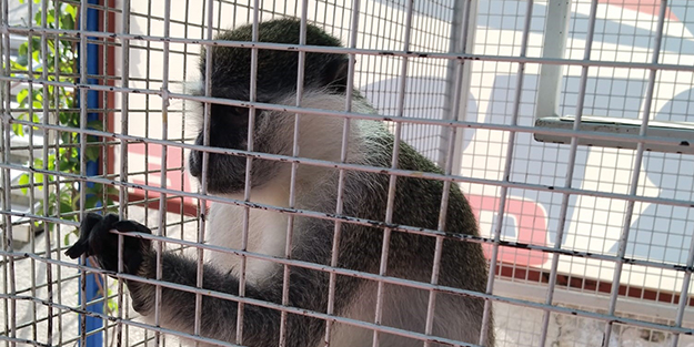 Başıboş sokak köpekleri bu kez maymuna saldırdı!