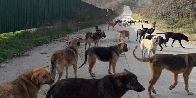 Başıboş sokak köpekleri için rapor! Cumhurbaşkanı Erdoğan'a sunuldu