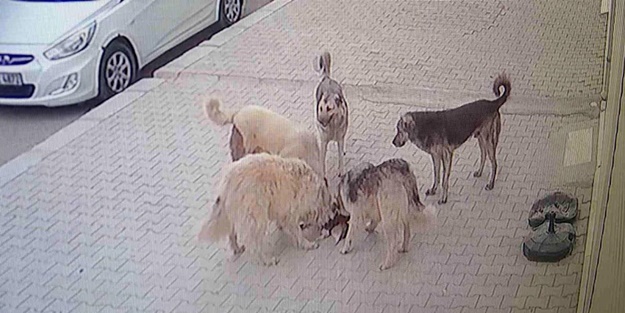 Başıboş sokak köpekleri kediyi böyle parçaladı! Sözde hayvanseverler nerede?