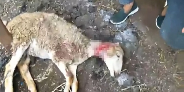 Başıboş sokak köpekleri kuzuları parçalayıp telef etti