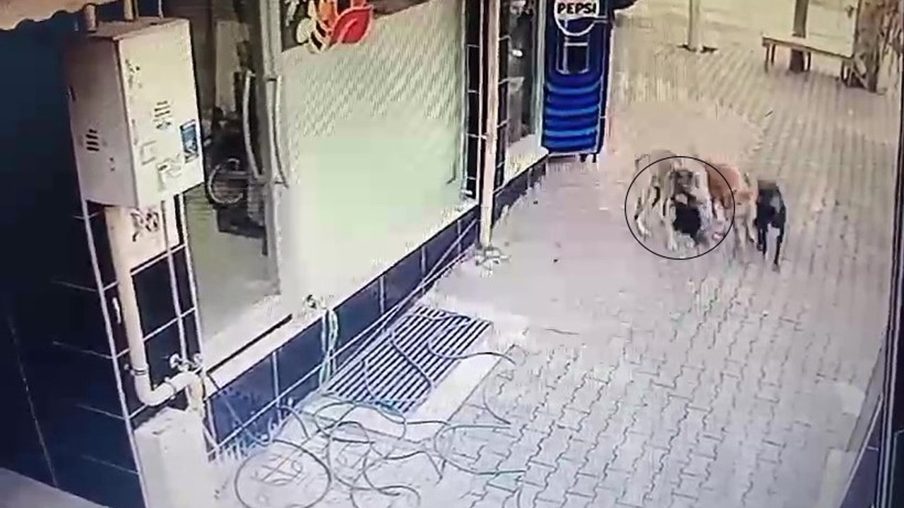 Başıboş sokak köpekleri tavuğu paramparça etti