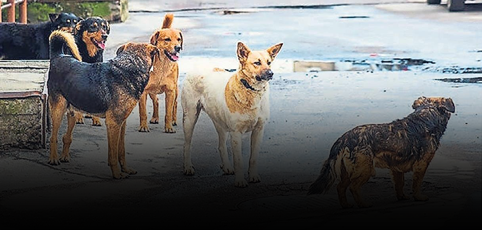 Başıboş sokak köpeklerine yönelik köklü çözüm bulunmalı! Şimdi de köpekler üzerinden dolandırdılar!