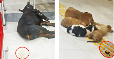 Başıboşlukta zirve