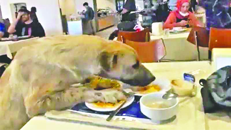 Başıboşlukta zirve