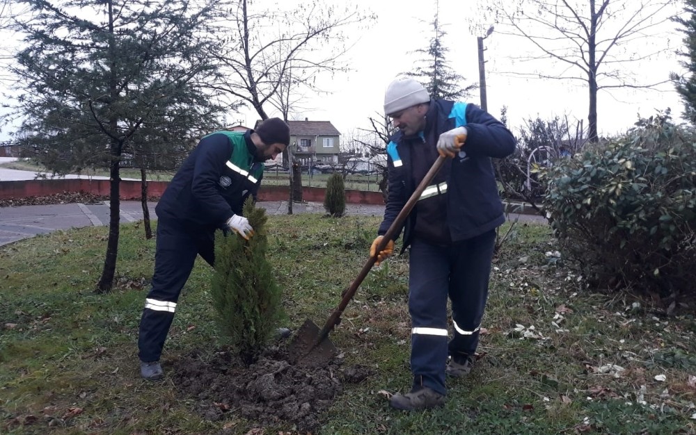 Başiskele’de ağaç budama çalışmaları sürüyor 