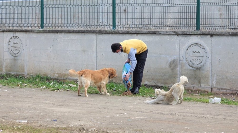 Başiskele’de sokak hayvanlarına mama desteği veriliyor 