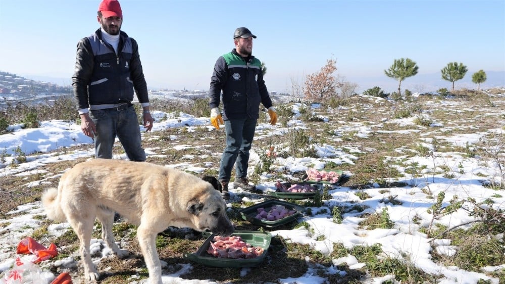 Başiskele’de sokak hayvanlarına yardım eli 