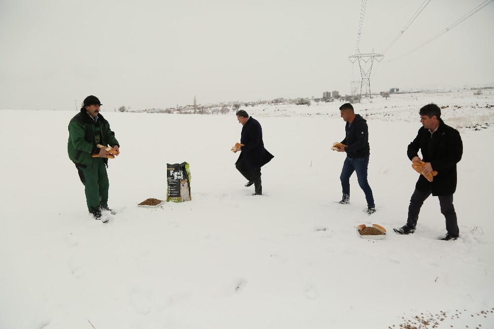 Başkan Cabbar, hayvanlar için doğaya yiyecek bıraktı 