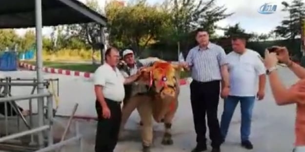 Başkan Erdoğan'ın kurbanlığı belli oldu!