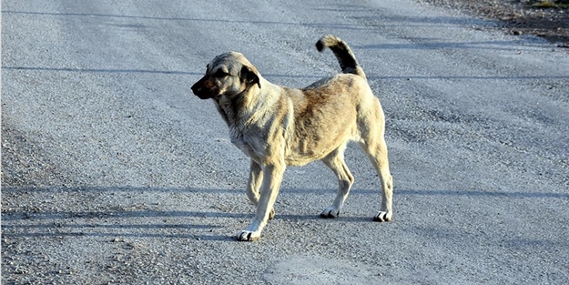 Başkan Erdoğan'dan sokak köpekleri talimatı! 