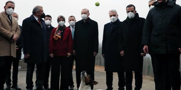 Başkan Erdoğan'ı görünce bir anda ortaya çıktı... İşte Maylo'nun yürek burkan hikayesi