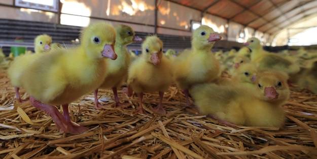 Başkan Erdoğan'ın çağrısına kulak verdi... Tam 100 katına çıkardı