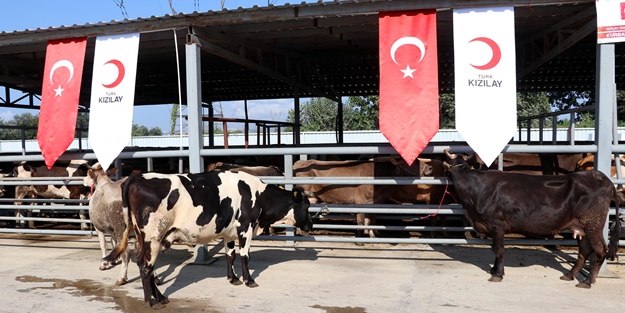 Başkan Erdoğan'ın vekalet kurbanı Sakarya'da kesildi