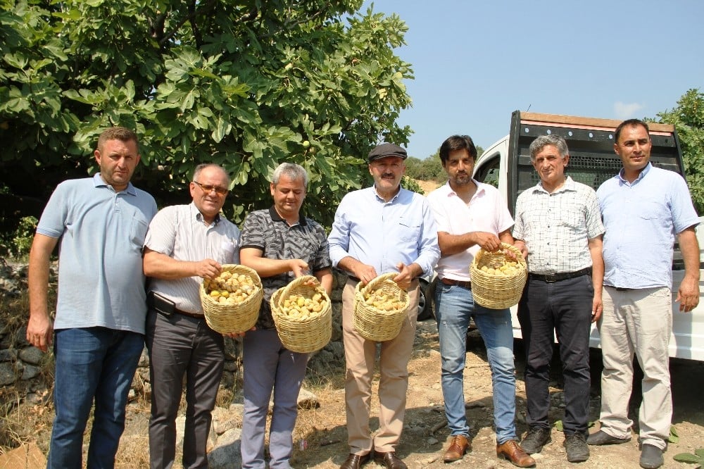 Başkan Ertürk, incir hasadı yapan üreticileri ziyaret etti 