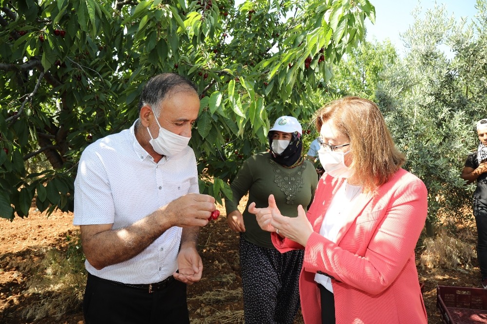 Başkan Fatma Şahin kiraz bahçelerini ziyaret etti 