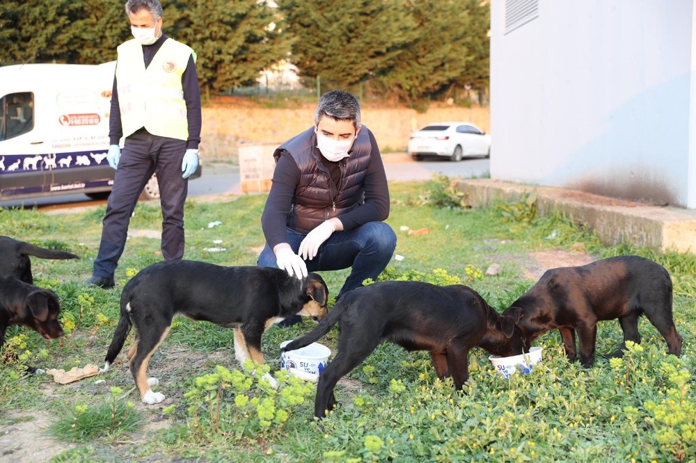 Başkan Gökhan Yüksel sokak hayvanları için mama dağıttı 