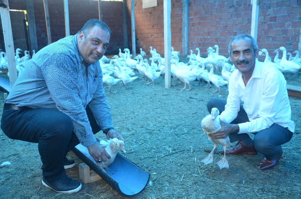 Başkan Güler’in projesi sayesinde en büyük kaz çiftliğini kurdu 