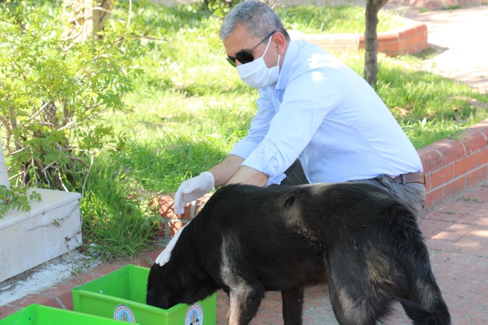 Başkan Kaplan, sokak hayvanlarını unutmadı 