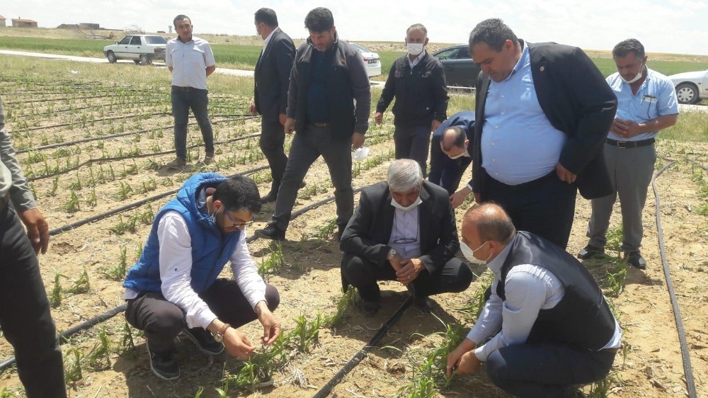 Başkan Koçak dolu nedeniyle zarar gören tarlalarda hasar tespiti yaptı 