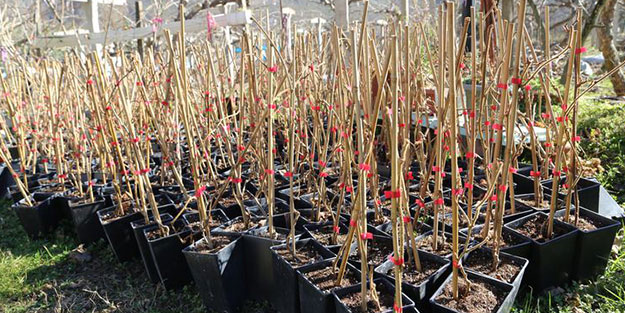 Bunu eken 50 bin TL kâr ediyor! Başkan: Para ettiğini gören ekmeye başladı