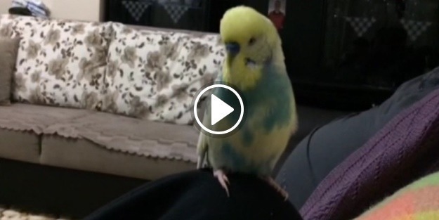 'Başkan Recep Tayyip Erdoğan' diyen kuş böyle görüntülendi