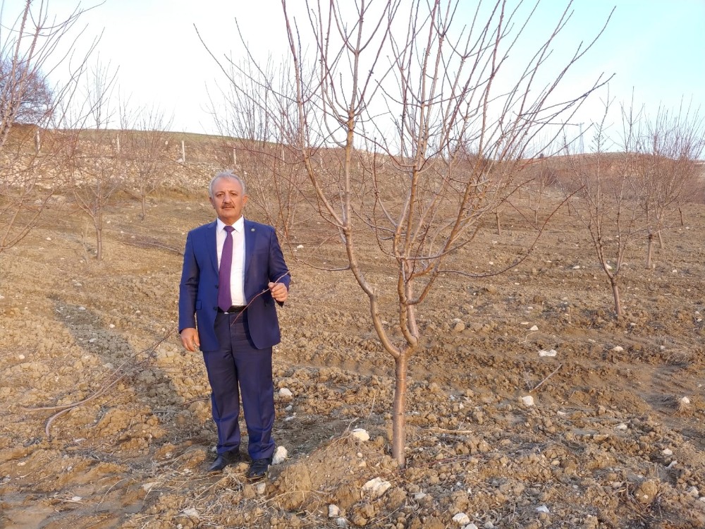 Başkan Şahan: “Adıyaman’da 150 bin badem ağacı kurudu” 