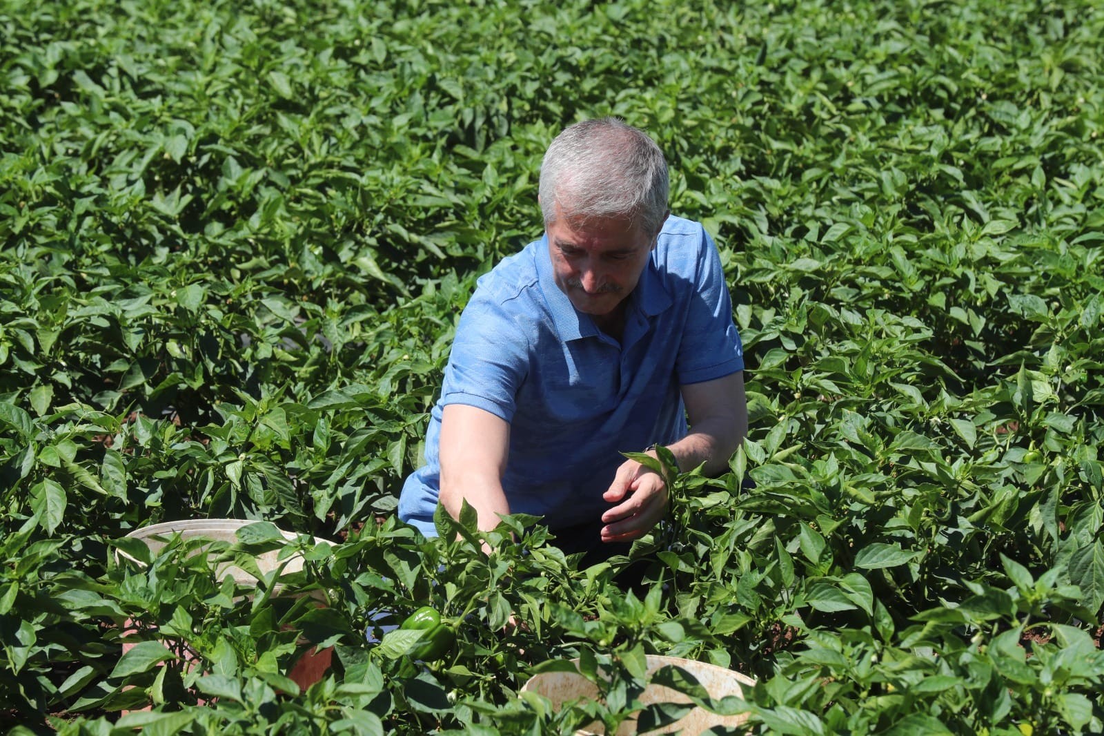 Başkan Tahmazoğlu çiftçilerle domates ve biber hasadına katıldı