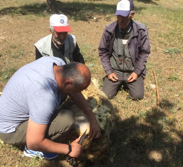 Başkan Türkyılmaz koyun kırptı 