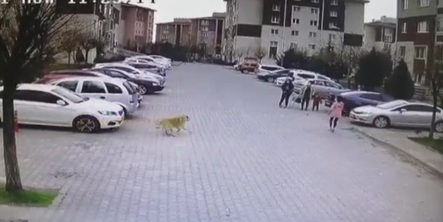 Başkent'e yakışmayan görüntü! Ankara'da saldırgan sokak köpekleri vatandaşları bezdirdi