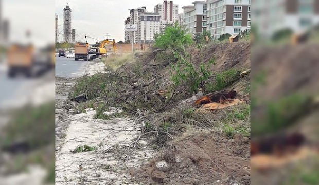 Başkentte ağaç katliamı! CHP şimdi ne diyecek