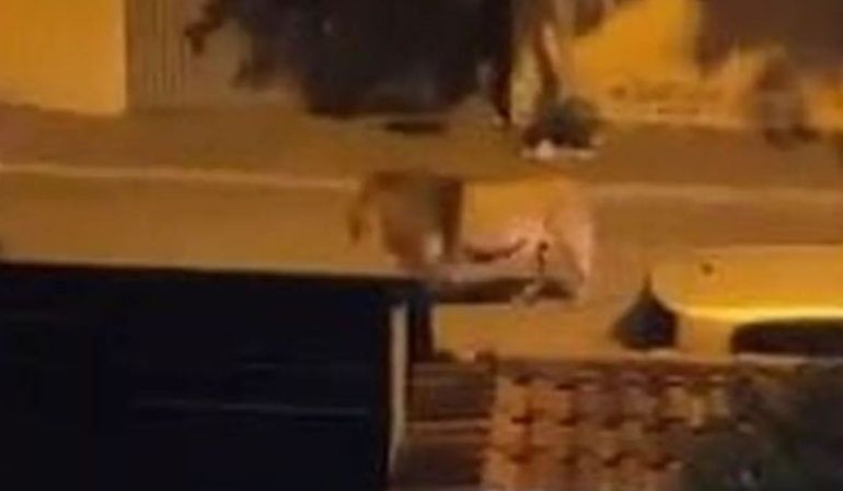 Başkentte aslan paniği: Sokakta başıboş görüntülendi