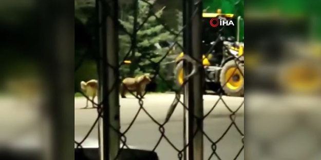 Başkent'te ayı paniği! Kameraya böyle yansıdı