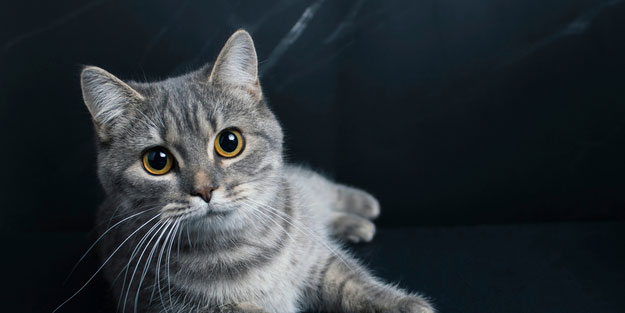 Başkent’te ’kediye işkence’ iddiası