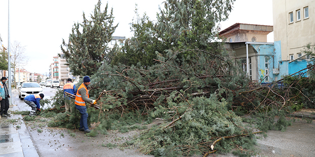 Başkent'te kuvvetli rüzgar nedeniyle ağaç otomobilin üzerine devrilri