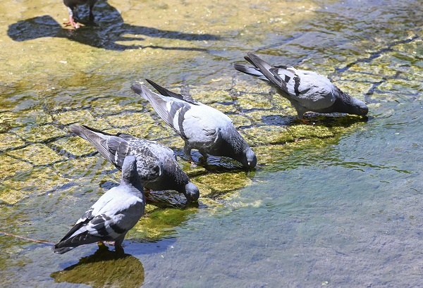 Başkentte sokaklar boş kaldı