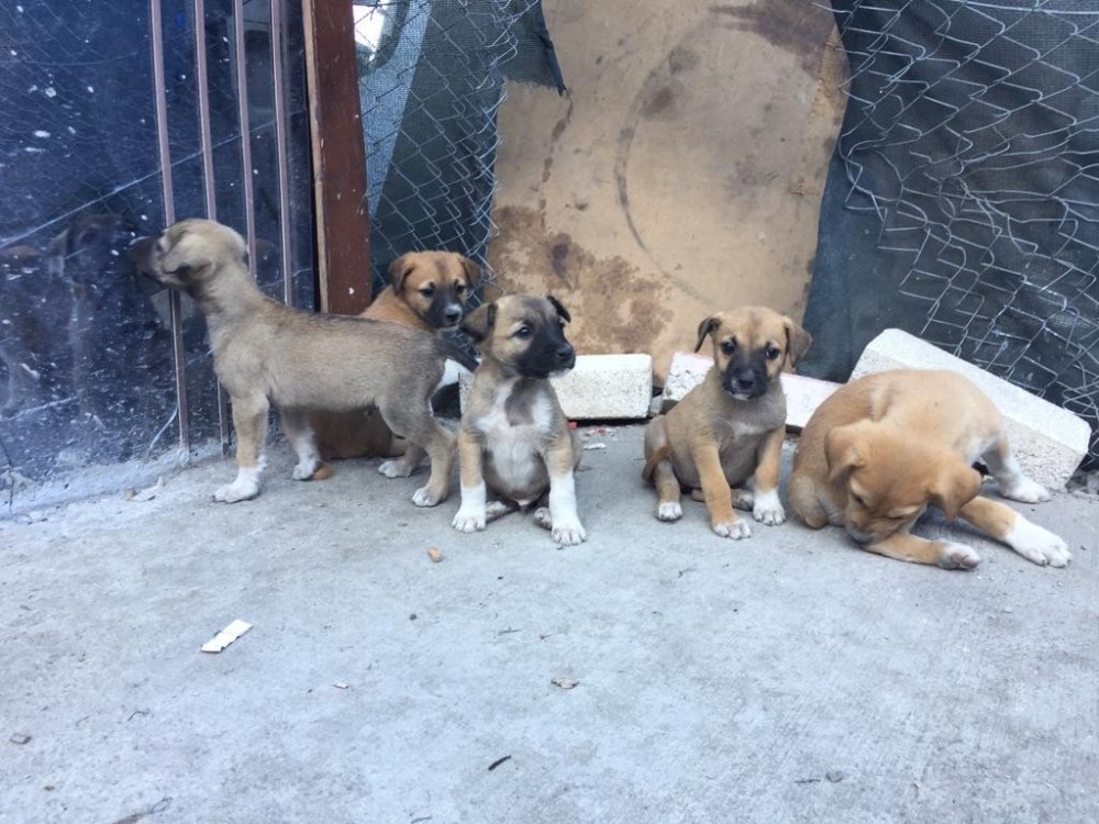 Başkent’te zehirlenen 3 köpek telef oldu 