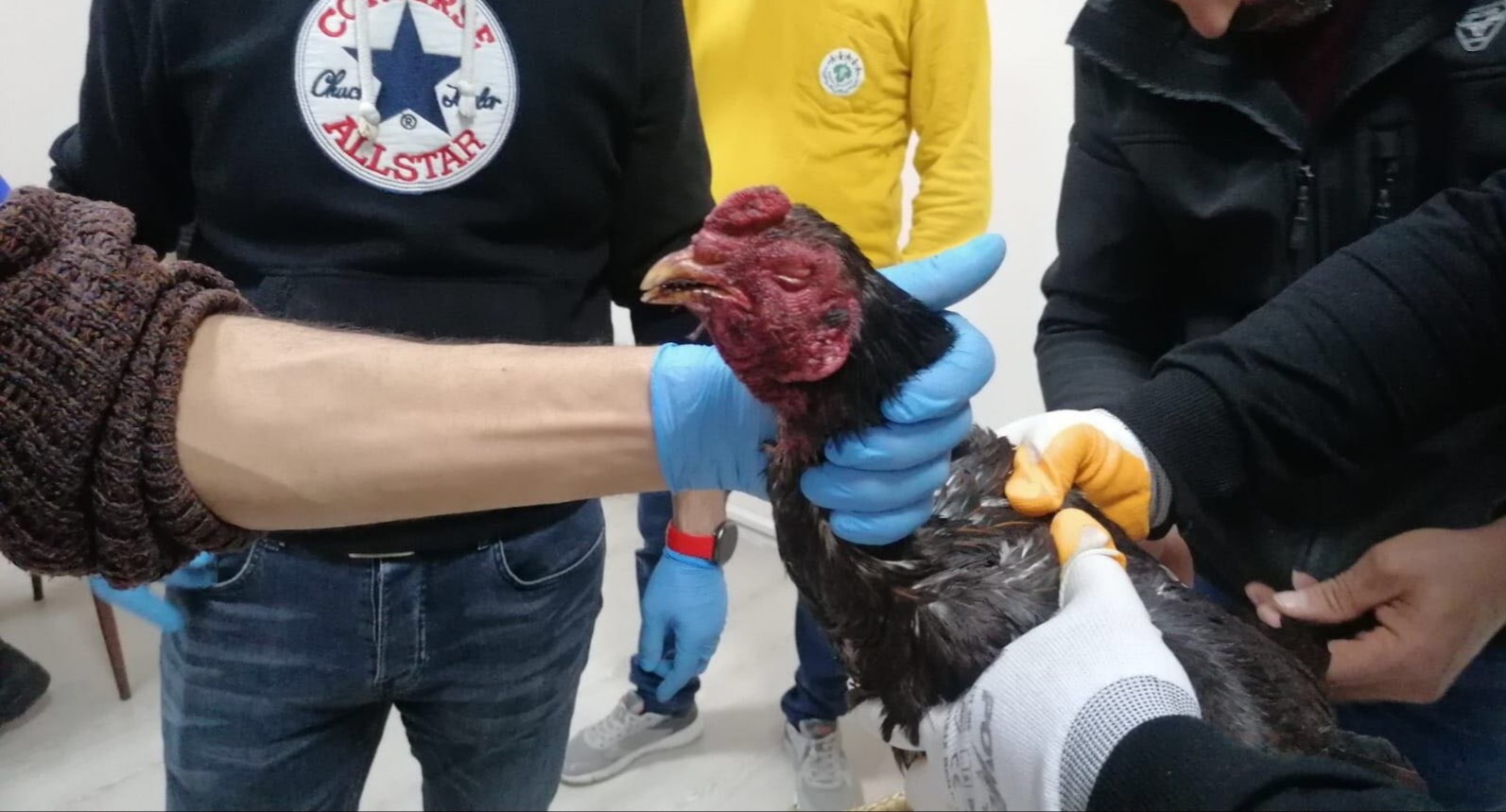 Baskında şoke eden görüntü! Hayvan koruma derneğinde horoz dövüşü...