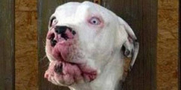 Başlarını belaya sokan hayvanlar - FOTO