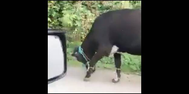 Başlarını bile kaldıramıyorlar... Hayvanlara yapılan eziyet tepki çekti!